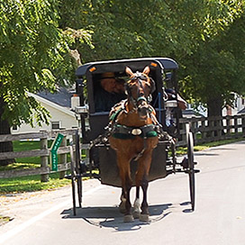 Dutch Cousing Campground - Amish Buggy Rides